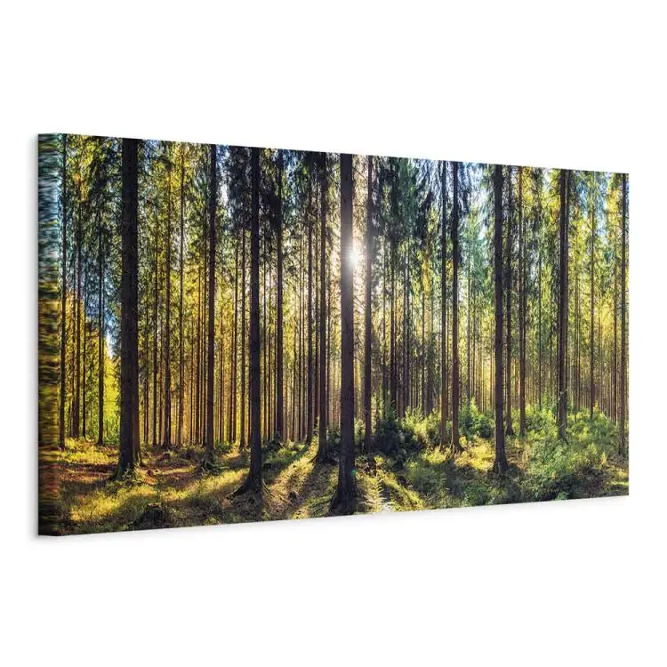 Bosque luminoso - luz solar atravesando las ramas
