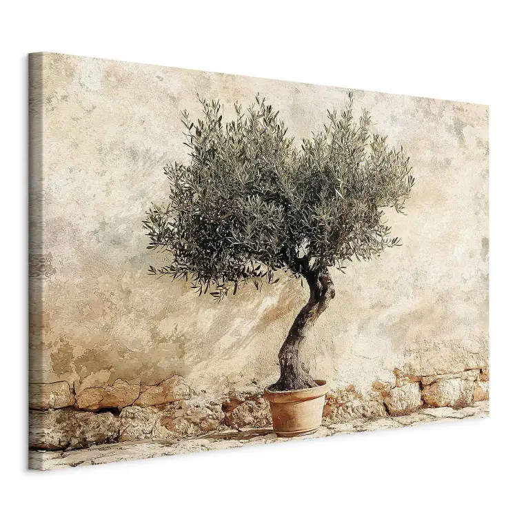 Olivo en maceta - árbol mediterráneo sobre fondo rústico