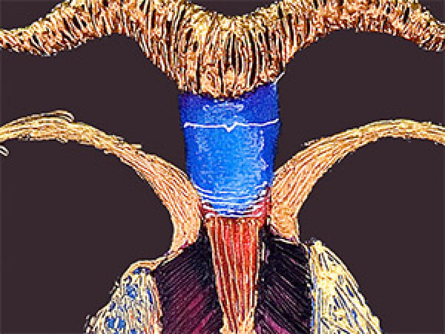Cuadro moderno Figura con cuernos - una silueta abstracta sobre un fondo morado