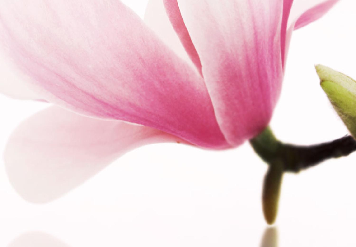 Cuadro Magnolias: flores de color rosa
