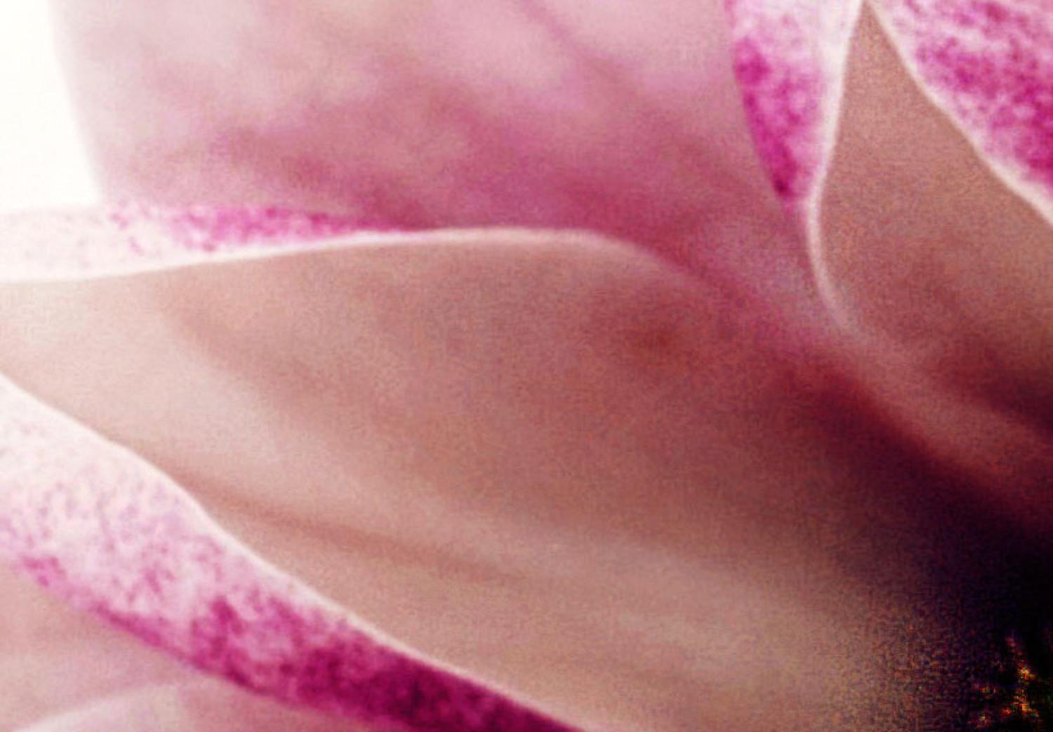 Cuadro moderno Flores rosadas: magnolias