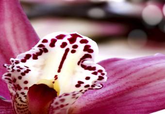 Cuadro moderno Orquídea, el oasis de la calma