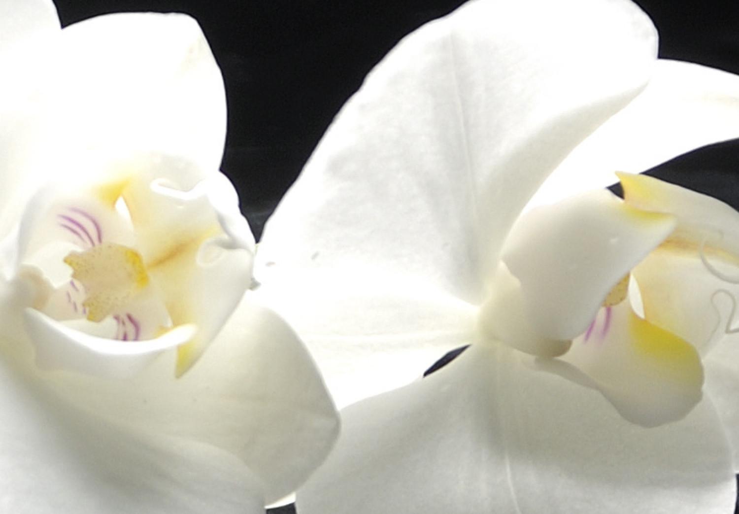 Cuadro moderno Orquídeas majestuosas