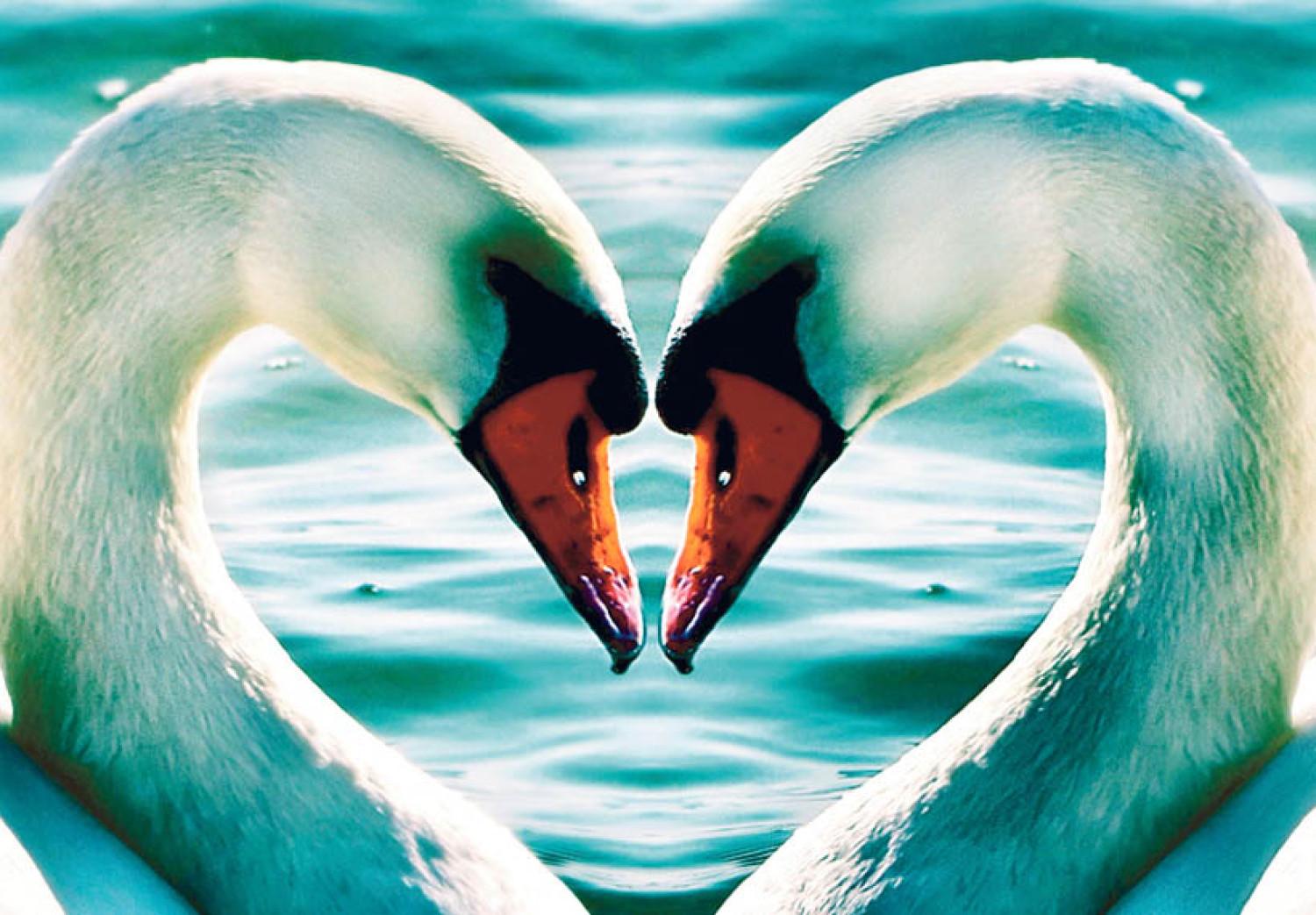 Cuadro moderno Cisnes enamorados