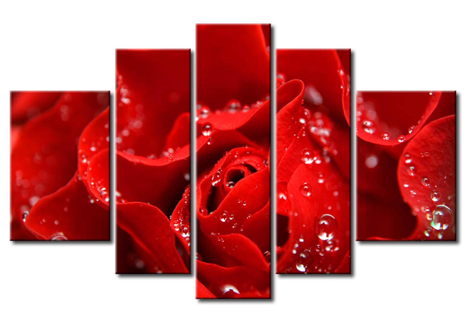 Cuadro Beso de una rosa roja 