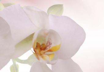 Cuadro decorativo Una orquídea en rosa y blanco