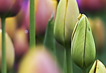 Cuadro Tulipanes vistosos
