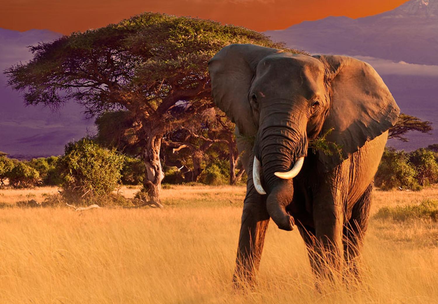 Cuadro decorativo Marcha de los elefantes africanos