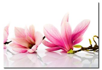 Cuadro decorativo Flor de magnolia