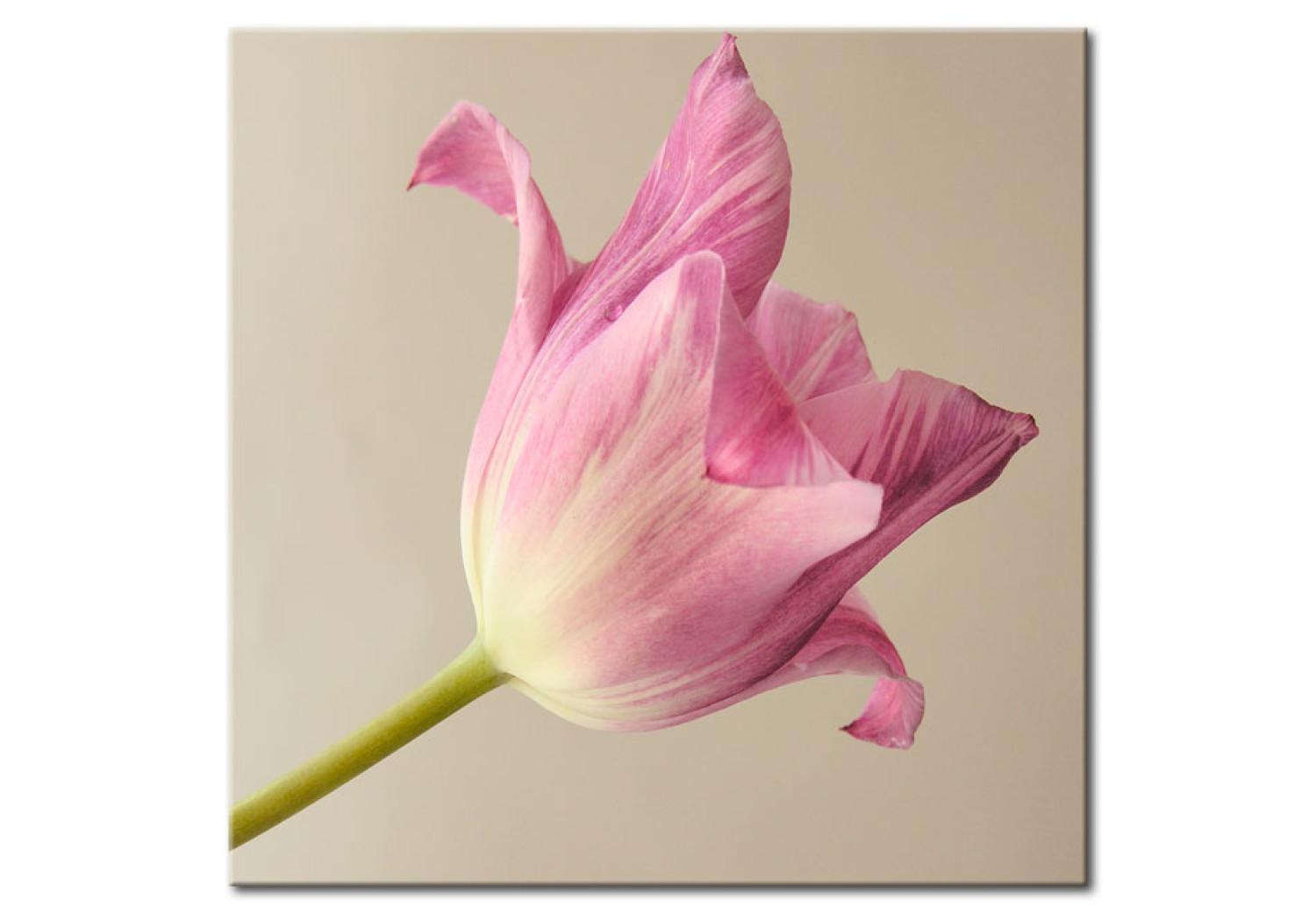 Cuadro moderno La flor tel tulipán