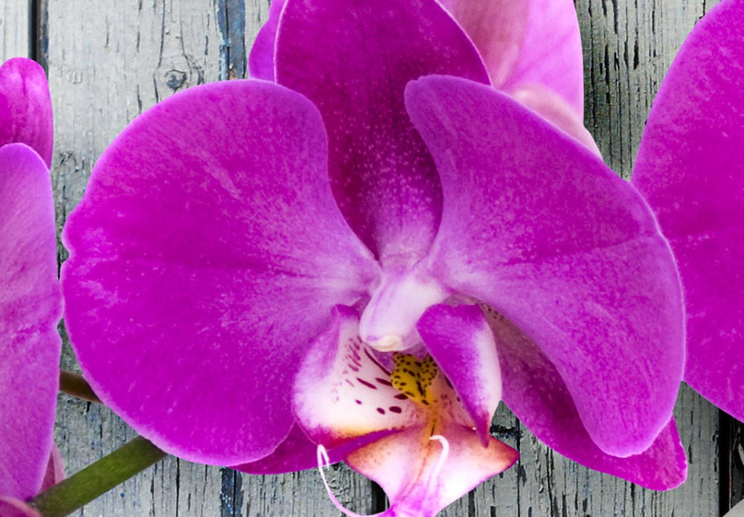 Cuadro moderno Armonía: orquídea