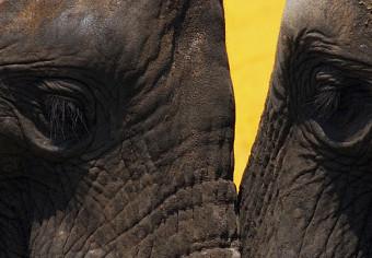 Cuadro decorativo Beso de elefantes