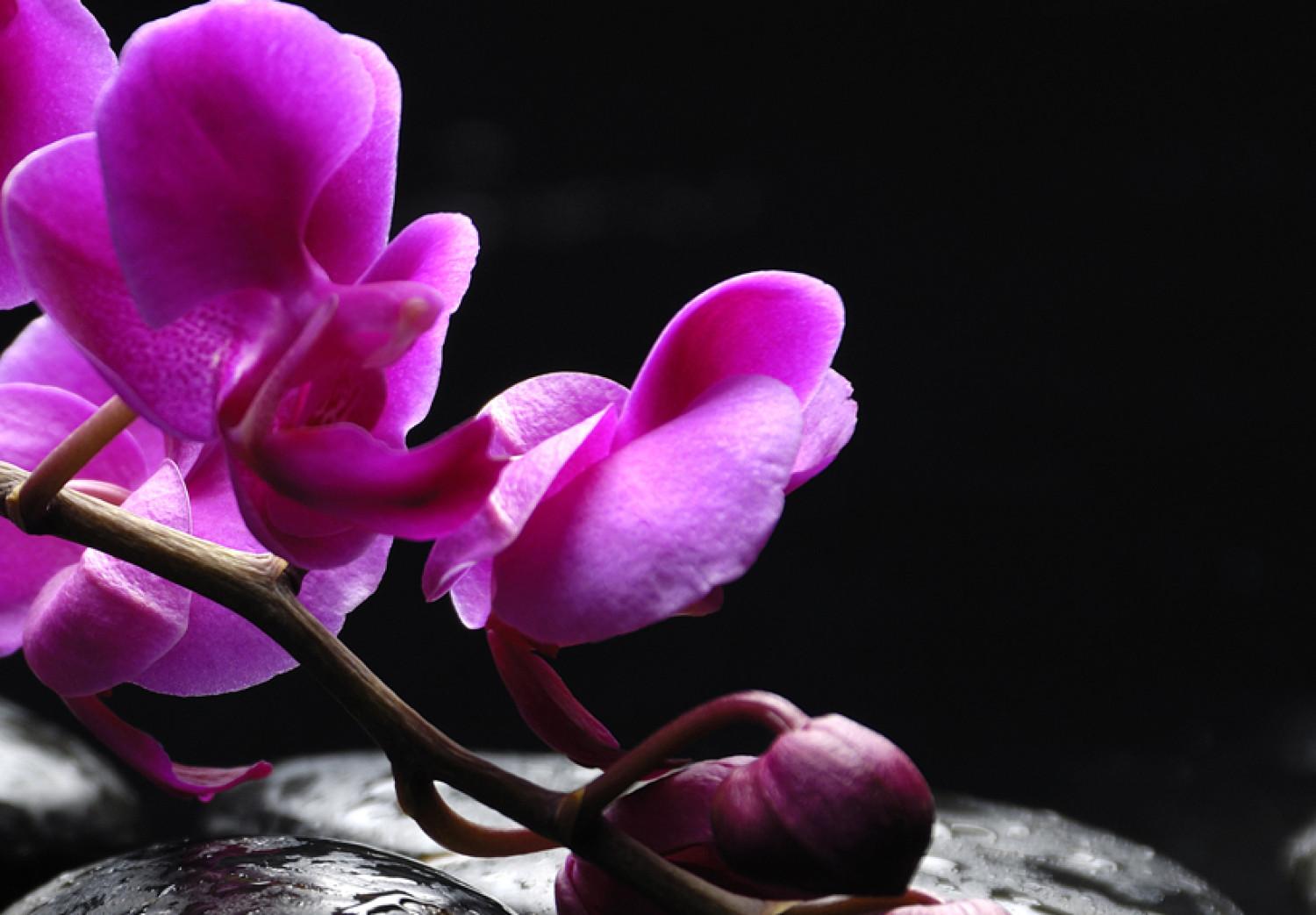 Cuadro moderno Las orquídeas más bellas que nunca