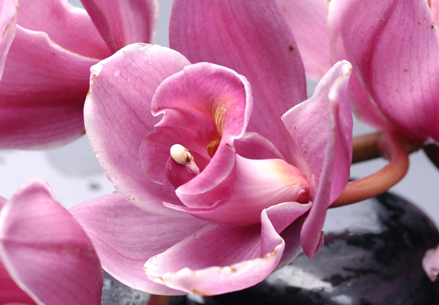 Cuadro moderno Las orquídeas más bellas que nunca