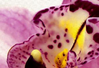 Cuadro Unusual orchid