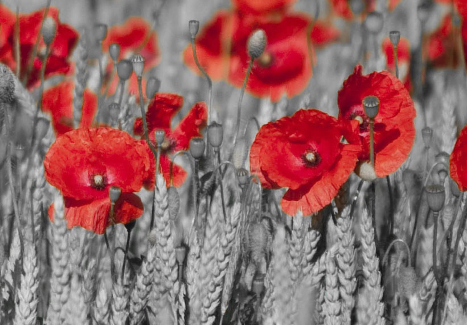 Cuadro decorativo Poppies among fields of wheat