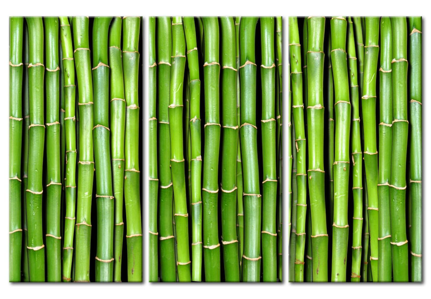 Cuadro moderno Bambú Verde - Tríptico asiático lleno de plantas orientales