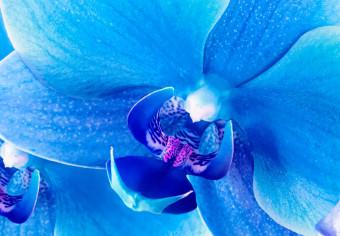 Cuadro decorativo Orquídea sutil - azul
