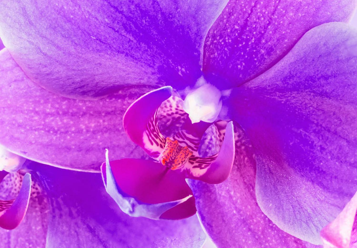 Cuadro Orquídea sutil - violeta