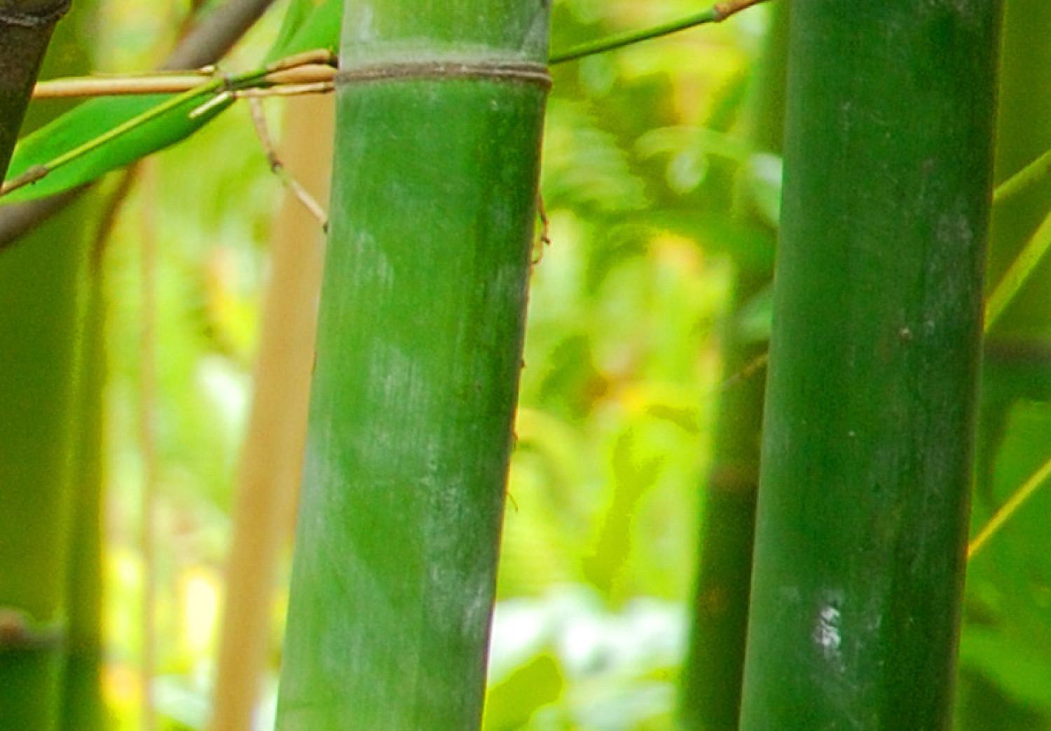 Cuadro moderno Cama de bambú
