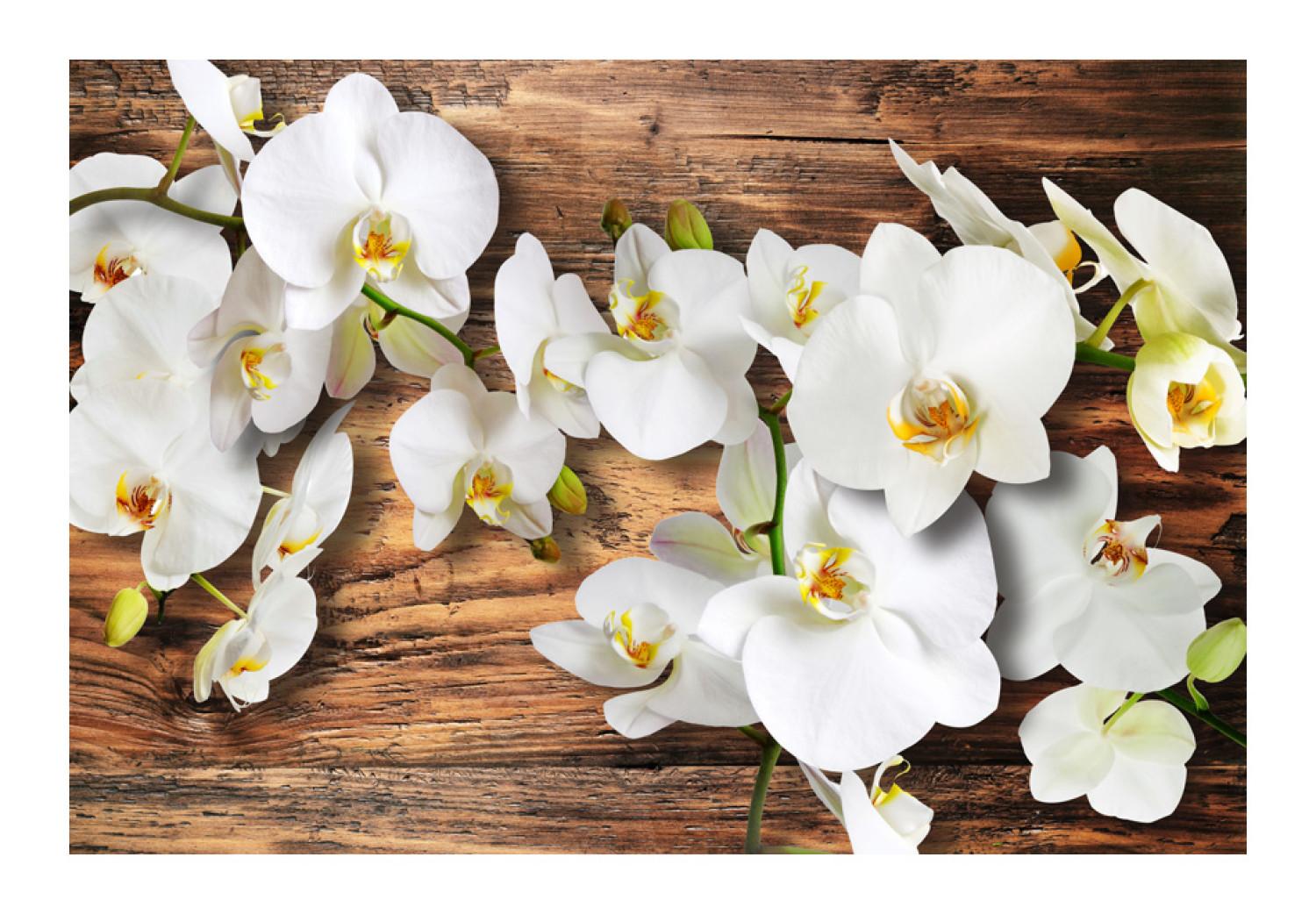 Fotomural a medida Composición vegetal con madera - orquídeas sobre madera