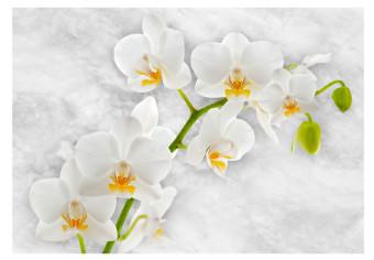 Fotomural a medida Orquídea lírica - motivo floral claro en blanco con elementos verdes