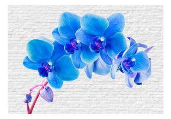Fotomural decorativo Estímulo azul - orquídeas energéticas en fondo blanco de ladrillos