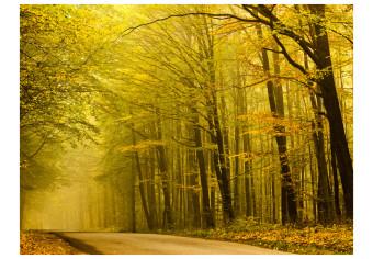 Fotomural decorativo Camino por el bosque otoñal - paisaje de senda y árboles amarillos