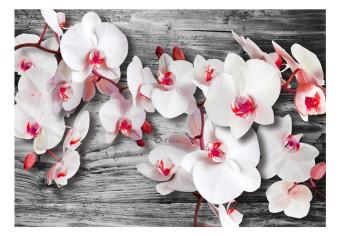 Fotomural Orquídeas frías