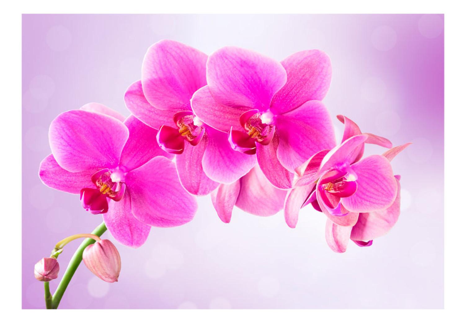 Fotomural decorativo Reflexión - orquídeas rosas en fondo morado