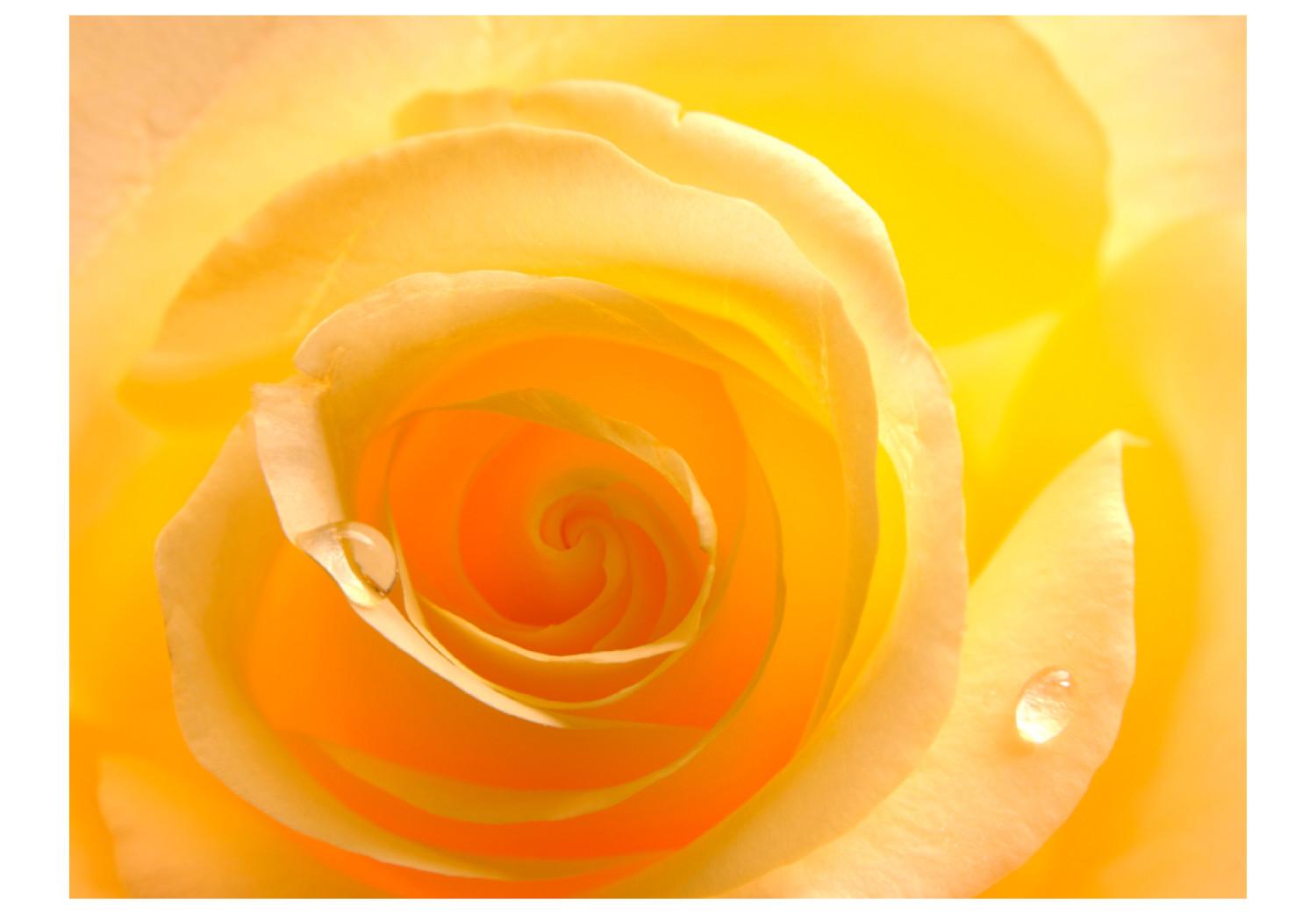Fotomural a medida Rosa amarilla - acercamiento a pétalos de flor con rocío
