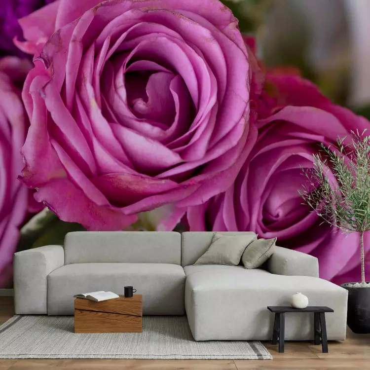 Fotomural a medida Rosas violetas - acercamiento a flores con fondo borroso