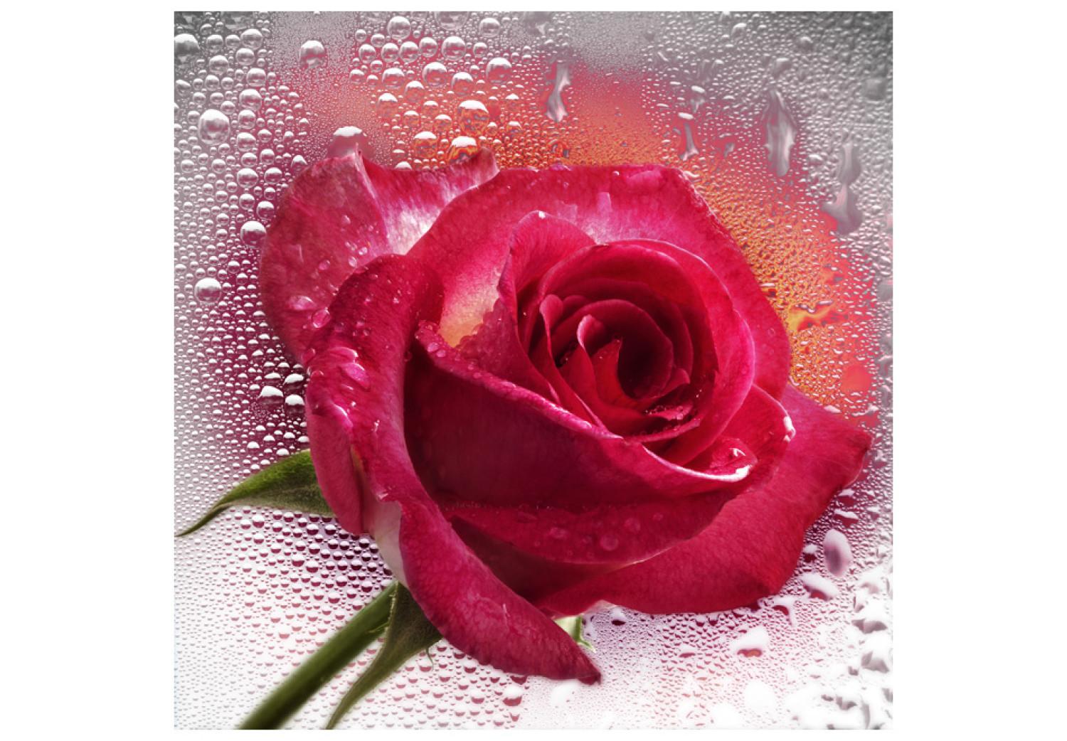 Fotomural a medida Rosa - retrato de flor rosa en cristal con gotas de agua