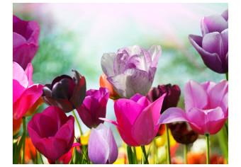 Fotomural decorativo Lindo jardín de primavera - motivo de tulipanes bajo el sol