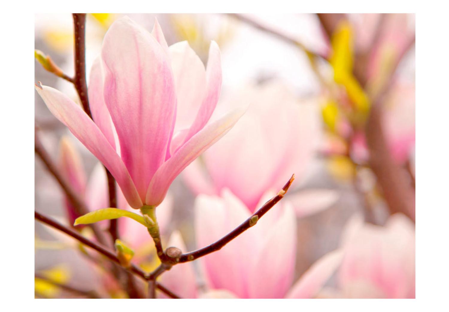 Fotomural Magnolia en flor - motivo floral con acercamiento a flor de magnolia