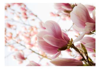Fotomural decorativo Magnolia rosa - flores de magnolia en árboles y cielo azul