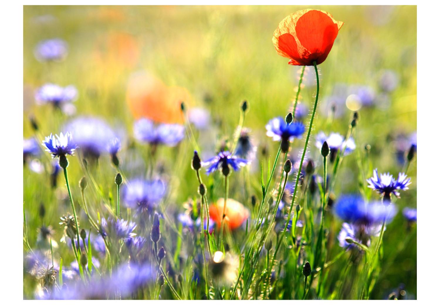 Fotomural Prado - amapolas entre centaureas y zoom a flores en prado borroso