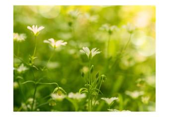 Fotomural Naturaleza en primavera - paisaje de prado fresco con enfoque a flores