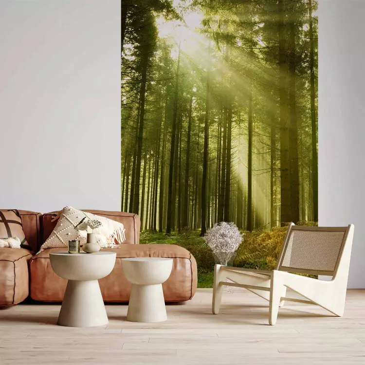 Fotomural decorativo Bosque de pinos - paisaje forestal con árboles altos y vegetación