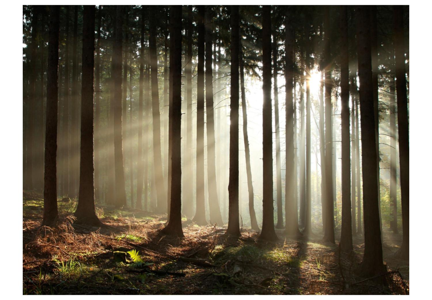 Fotomural Un bosque brumoso por la mañana