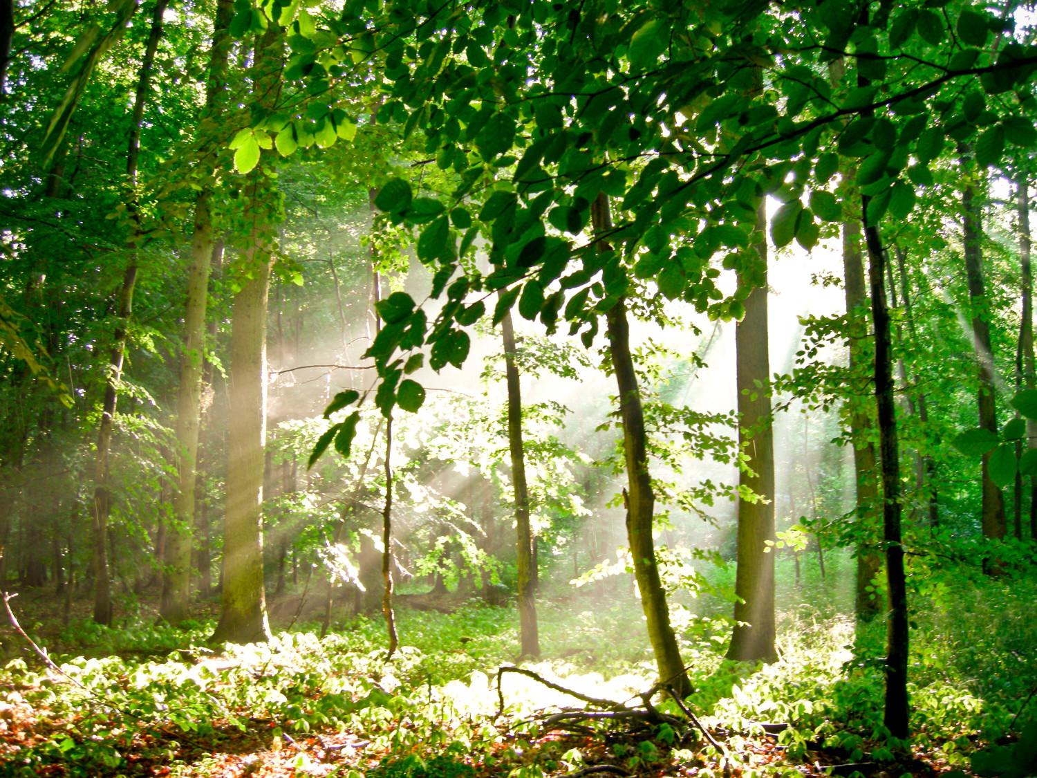 Fotomural decorativo Bosque - paisaje de altos árboles en el sol de verano