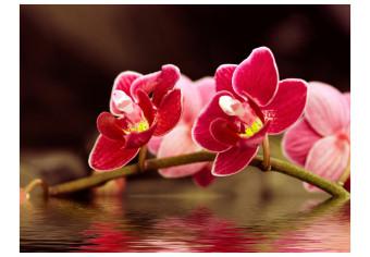 Fotomural decorativo Orquídeas delicadas en el agua