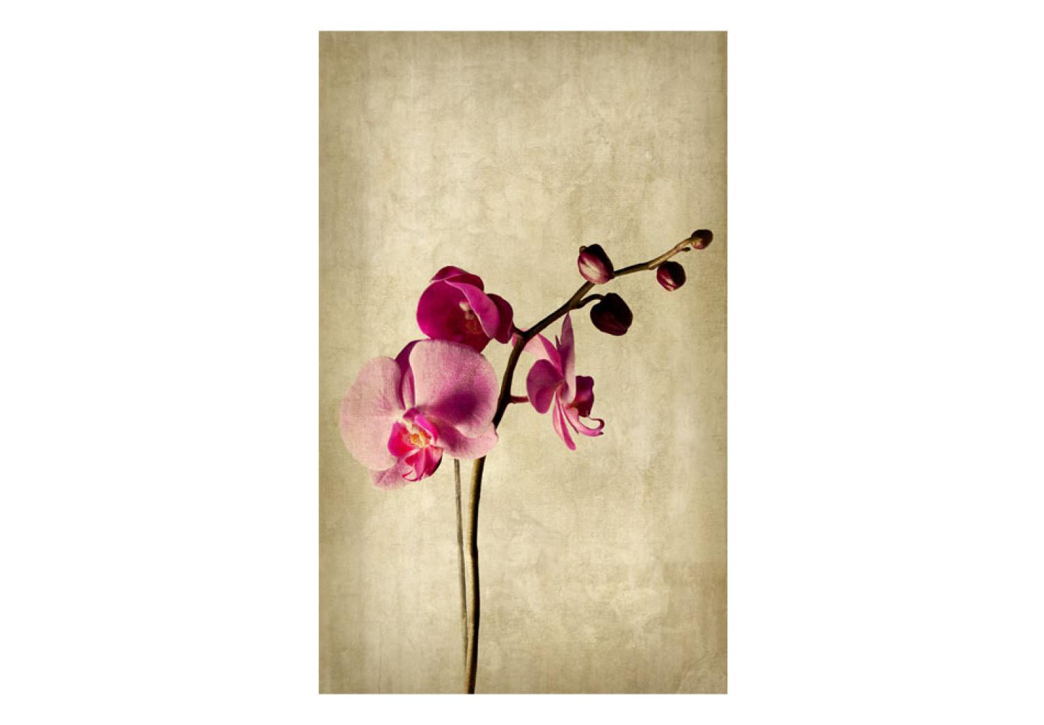 Fotomural decorativo Orchid, strength and subtlety