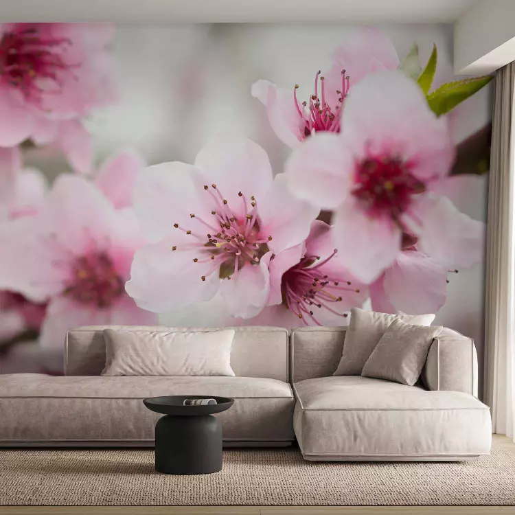 Fotomural decorativo Cerezo floreciente, florecitos rosa