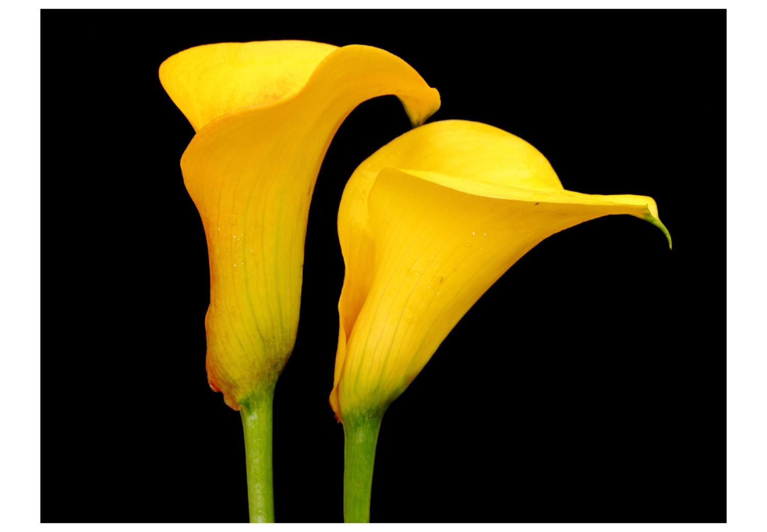 Fotomural Dos lirios amarillos, fondo negro - motivo floral con flores en medio