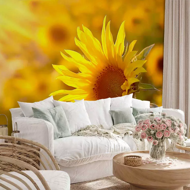 Fotomural decorativo Motivo floral de verano - flor amarilla al sol en fondo de girasoles