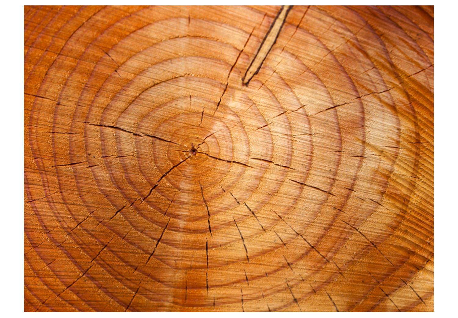 Fotomural Anillos de tronco - patrón de tronco de árbol cortado para leña