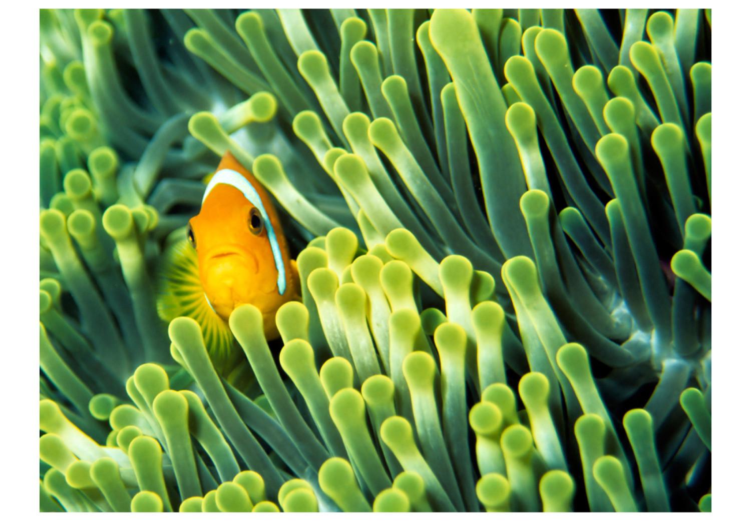Fotomural a medida Naturaleza marina - pez payaso entre arrecife coralino verde