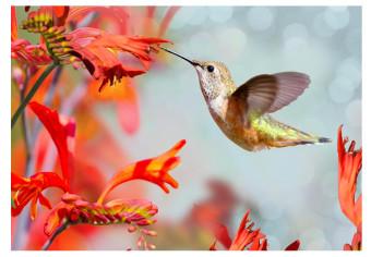 Fotomural decorativo Vuelo del colibrí - colibrí consumiendo néctar de flor roja
