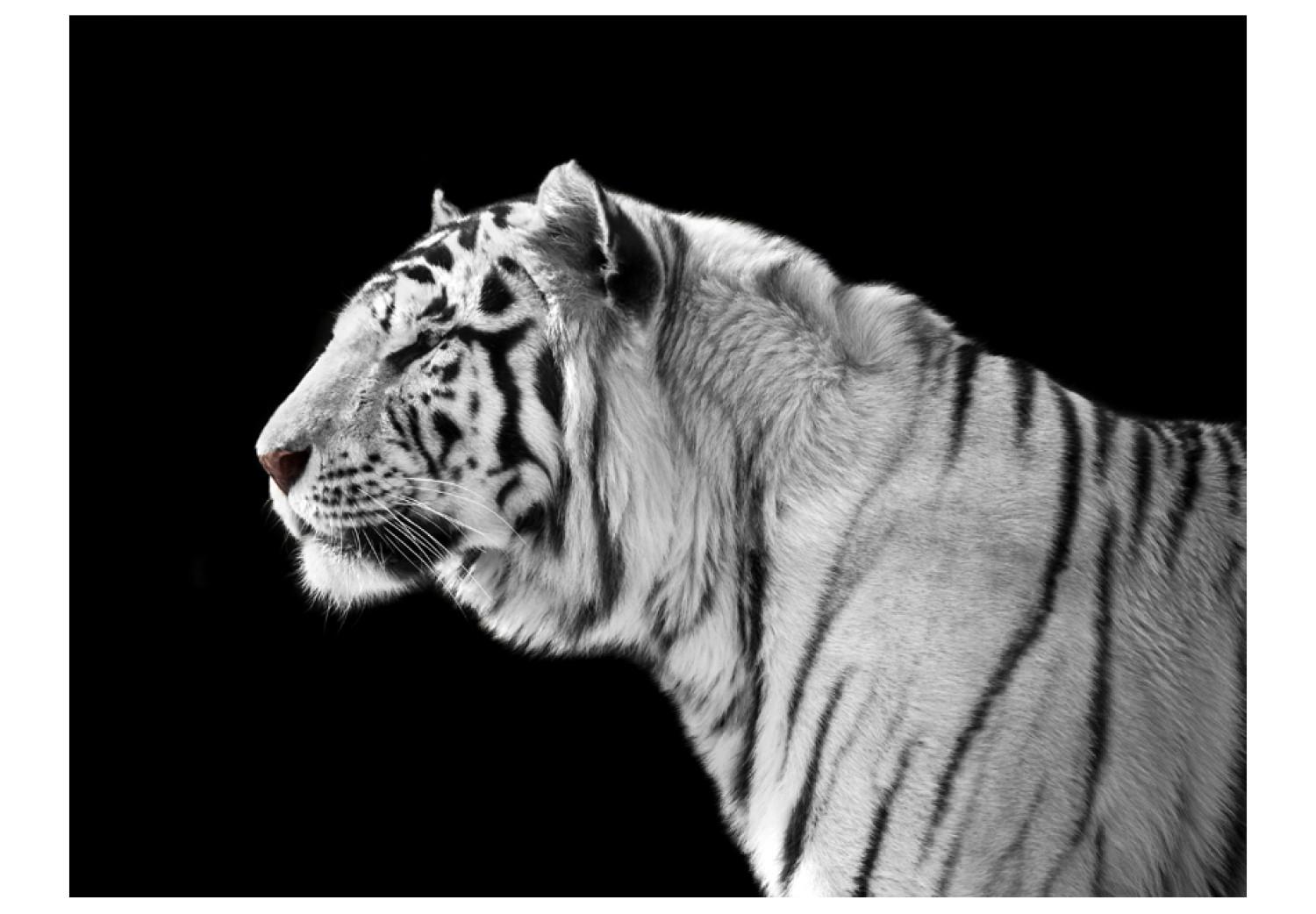 Fotomural a medida Un tigre blanco